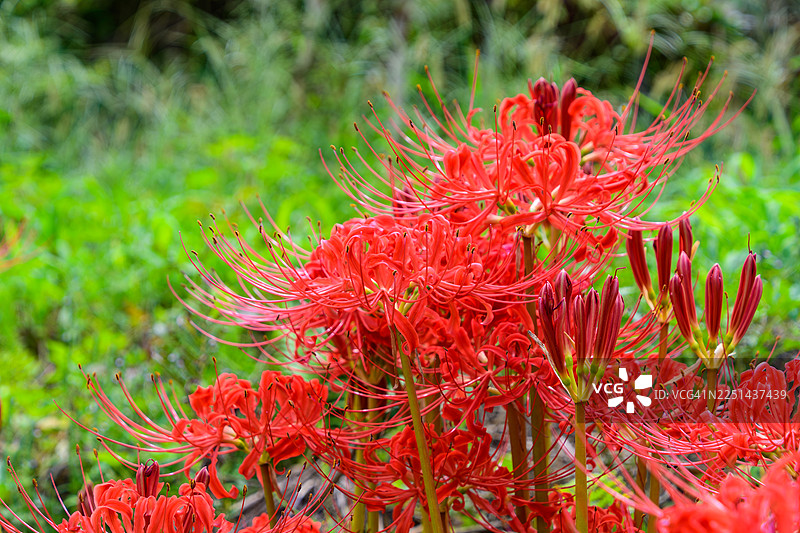 葱郁的绿野中盛开的鲜红蜘蛛百合图片素材