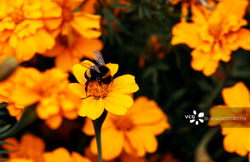 特写：一只大黄蜂在花园里从鲜艳的黄花上采集花蜜图片素材