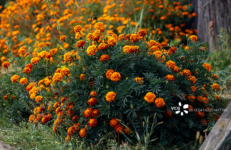 阳光明媚的日子里，繁茂的绿野中盛开着鲜艳的橙色万寿菊。图片素材