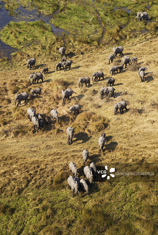 非洲象（Loxodonta africana），繁殖群，在淡水沼泽中漫游，鸟瞰，博茨瓦纳奥卡万戈三角洲图片素材