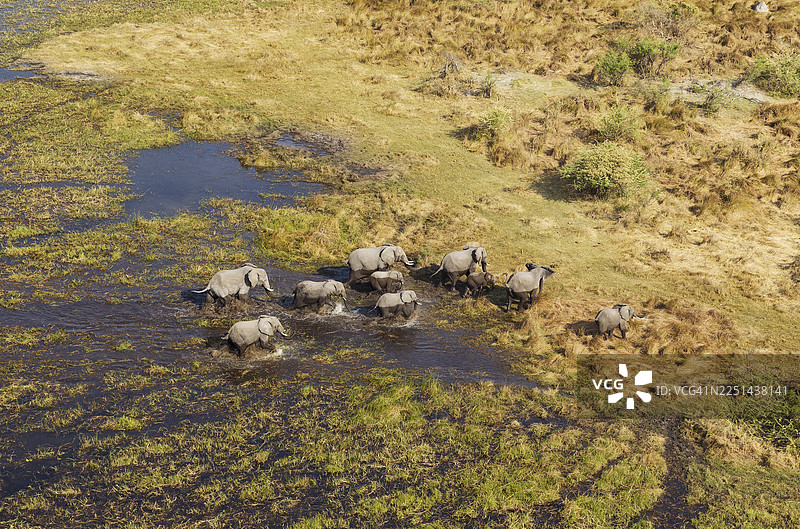非洲象（Loxodonta africana），繁殖群体，在淡水沼泽中漫步，鸟瞰视角，博茨瓦纳奥卡万戈三角洲图片素材