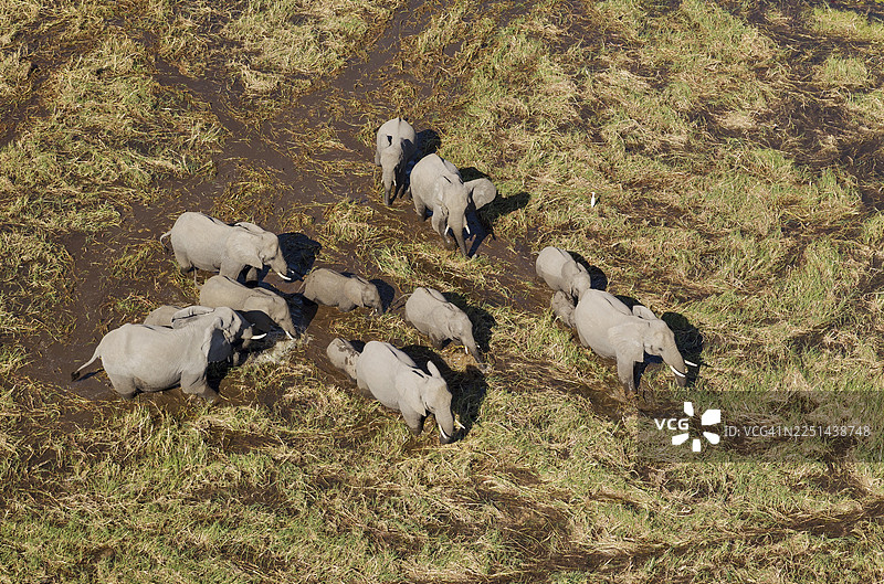 非洲象（Loxodonta africana），繁殖群体，在淡水沼泽中漫游，航拍，博茨瓦纳奥卡万戈三角洲图片素材