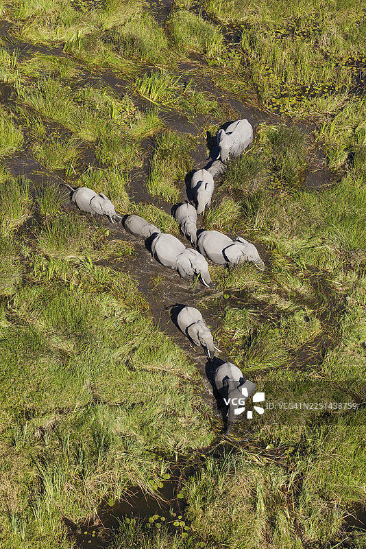 非洲象（Loxodonta africana），繁殖群体，在淡水沼泽中漫步，鸟瞰视角，博茨瓦纳奥卡万戈三角洲图片素材