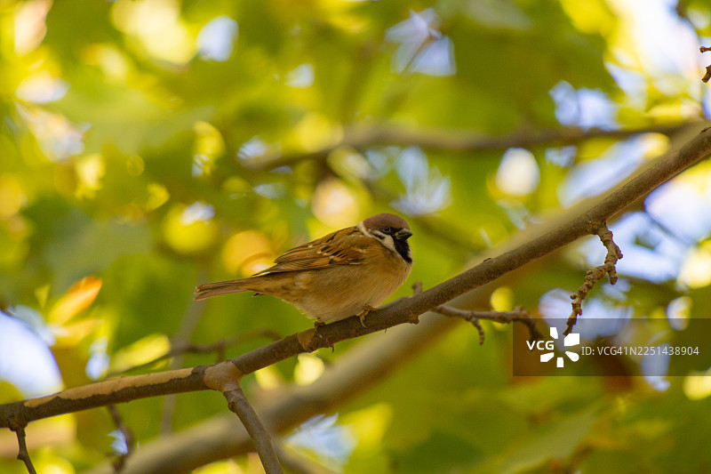 特写：一只身上有棕色和黑色斑纹的小鸟栖息在树枝上，周围是绿叶，沐浴在自然光下。图片素材