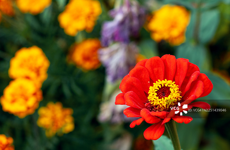 郁郁葱葱的花园里，一朵带有黄色花心的鲜艳红百日草图片素材