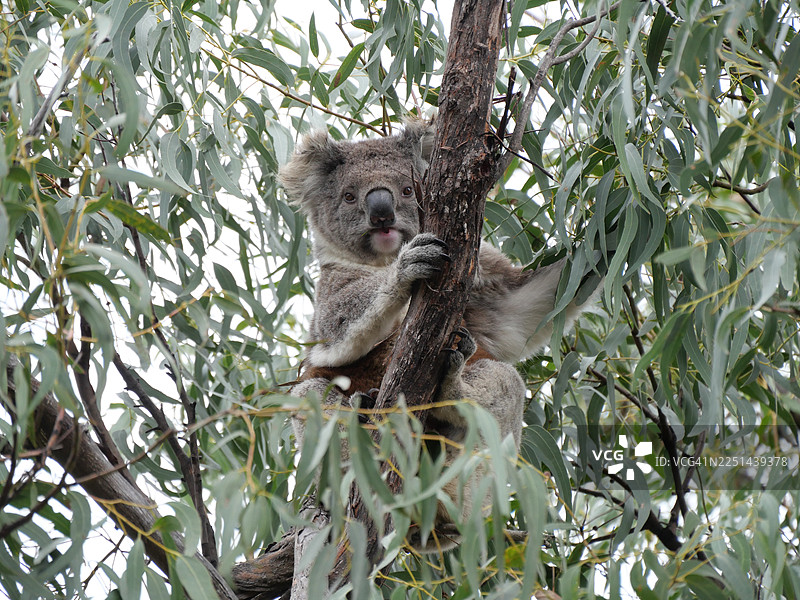 从低角度拍摄，一只考拉栖息在桉树上，正直接看向镜头图片素材