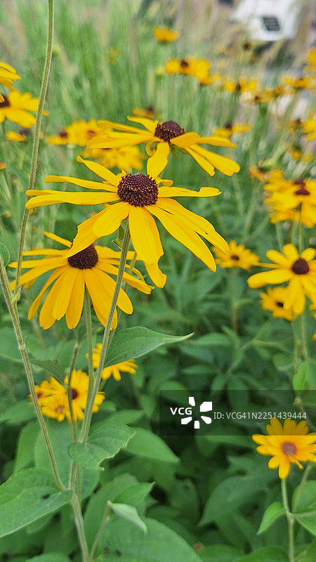 阳光明媚的日子里，一片葱郁的绿野中盛开着鲜艳的黄色黑眼苏珊花图片素材