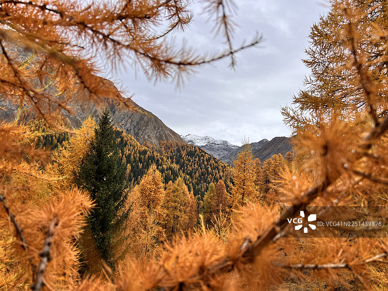 秋季，瑞士，上恩加丁，金色落叶松和一棵翠绿的松树，背景是群山和阴沉的天空图片素材