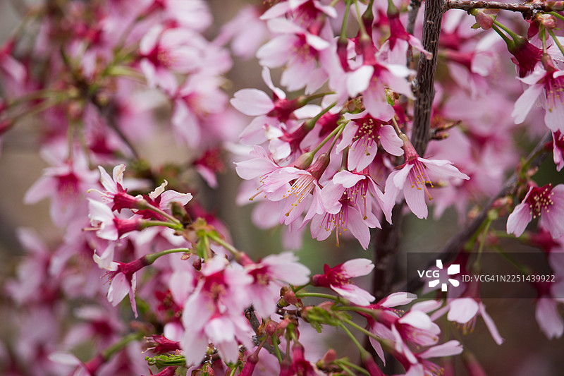 近距离拍摄生机勃勃的粉色樱花盛开，预示着春天的到来图片素材