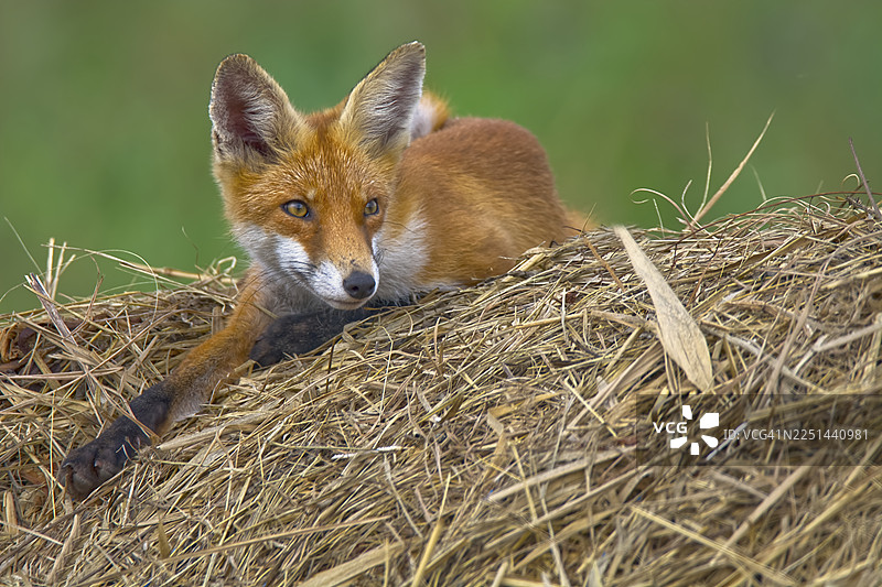 一只红狐狸幼崽警觉地趴在草垛上，明亮的眼睛望向前方，背景是柔和的绿色。图片素材