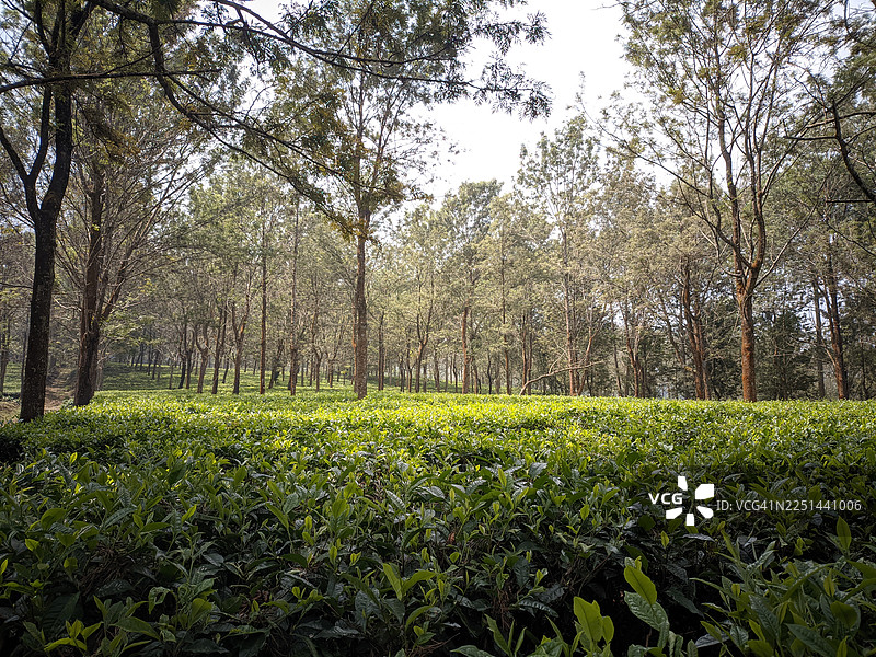 绿意盎然的茶园，高大的树木在明媚的天空下，展现出农业之美与自然风光图片素材