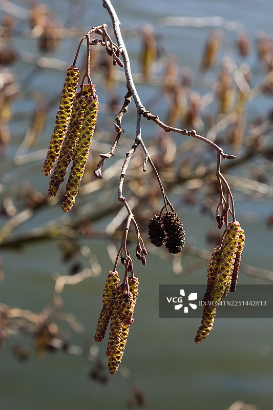 特写镜头，展示了树枝上模糊背景的桤木葇荑花絮和球果。图片素材