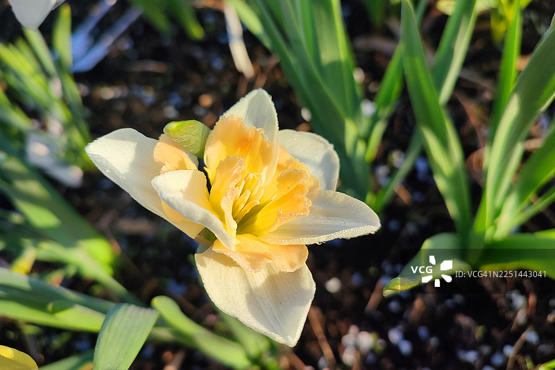 盛开的黄色番红花特写，沾满晨露，背景是绿叶和深色土壤，预示着春天的到来图片素材