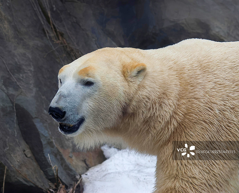 特写镜头，一只北极熊在雪林环境中站立，并看向别处图片素材