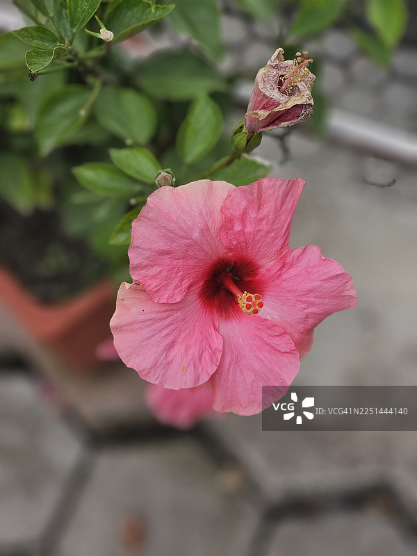 特写镜头下生机勃勃的粉色木槿花，配有绿叶和模糊的背景图片素材