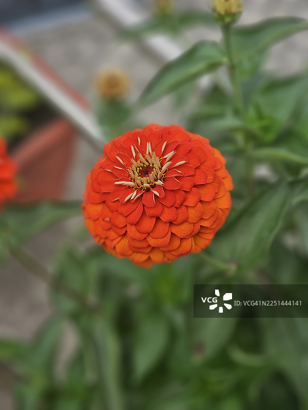 花园里生机勃勃的红色百日草正在盛开，周围环绕着茂密的绿色叶子。图片素材