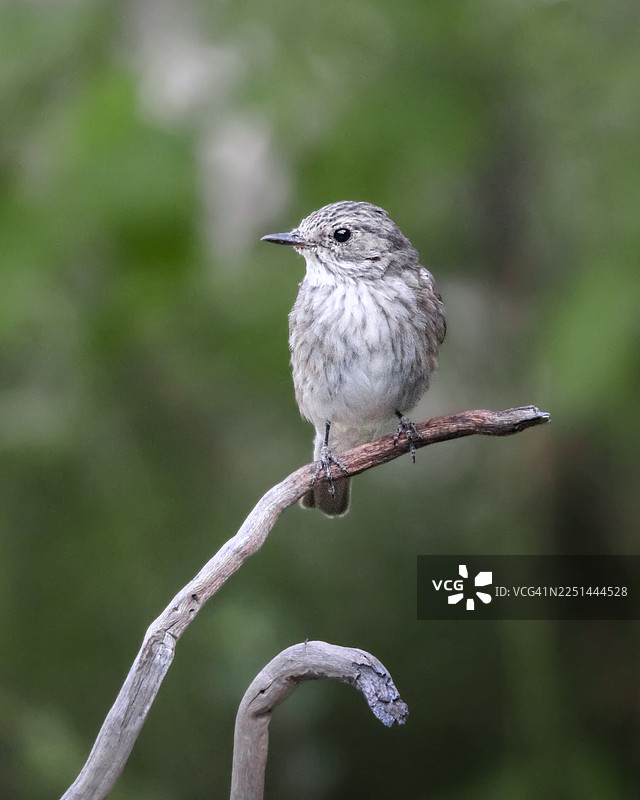 一只小鸟栖息在光秃秃的树枝上，背景是柔和的绿色。图片素材