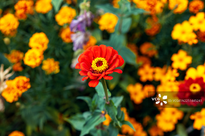 一朵鲜艳的红色百日草，中心为黄色，在橙色万寿菊和绿色叶子的模糊背景中绽放。图片素材