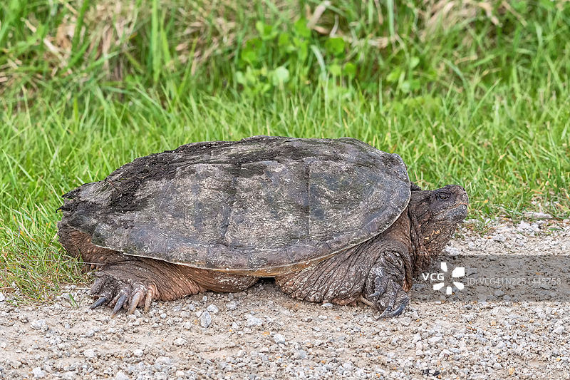 一只巨大的鳄龟在自然户外环境中，栖息在草地旁边的砂石小路上。图片素材