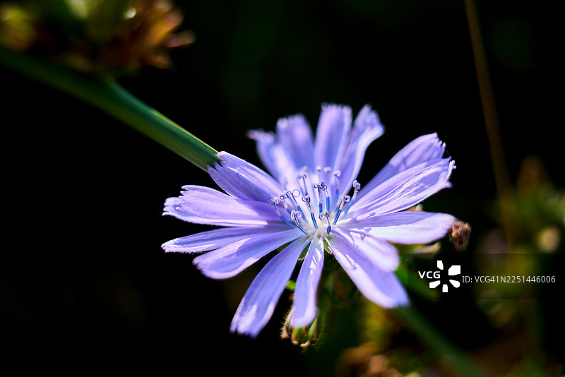 深色背景下，鲜艳的紫色菊苣花特写，花瓣精致，雄蕊清晰可见图片素材