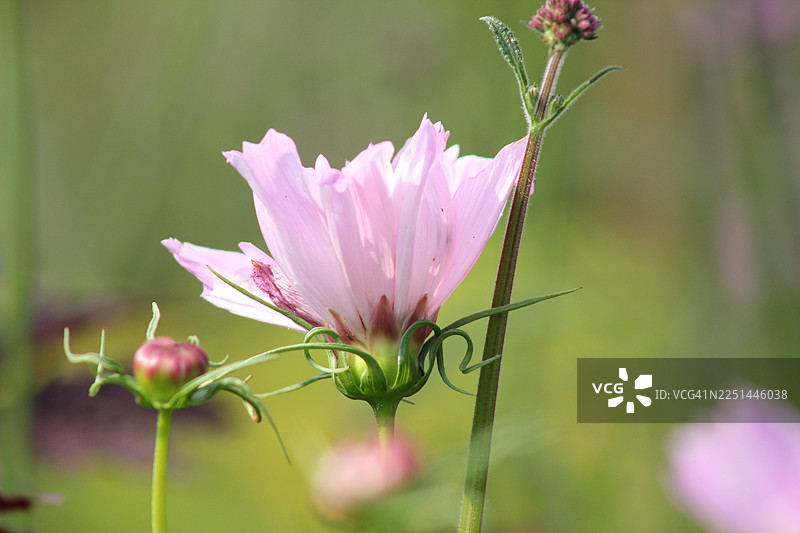 盛开的娇嫩浅粉色波斯菊特写，背景为柔和的绿色，捕捉自然之美图片素材