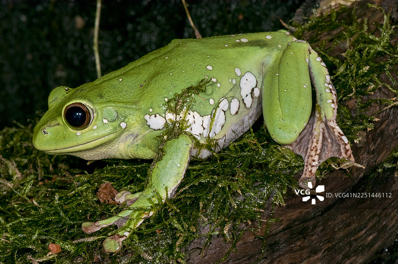 中国飞蛙图片素材