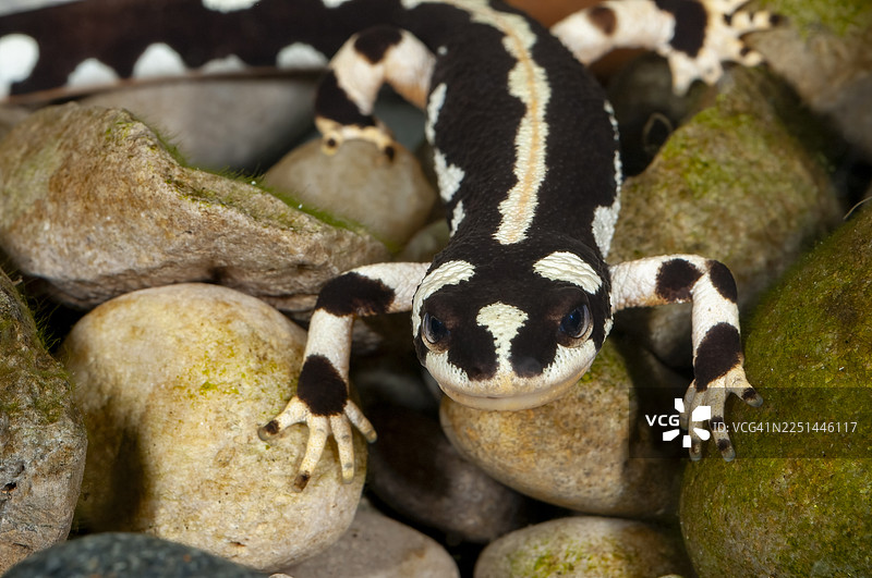 蝾螈 - 凯撒蝾螈 - 伊朗图片素材