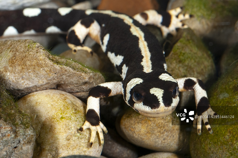 蝾螈 - 凯撒蝾螈 - 伊朗图片素材