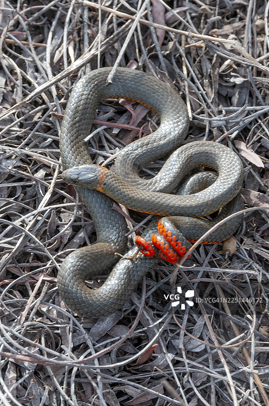 圣贝纳迪诺环颈蛇图片素材