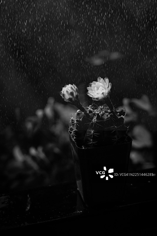雨中盆栽仙人掌盛开的特写，黑白摄影图片素材