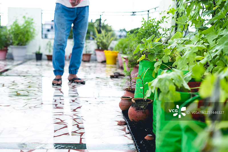 一个人站在湿漉漉的露台，周围环绕着盆栽植物，营造出一个生机勃勃的屋顶花园图片素材