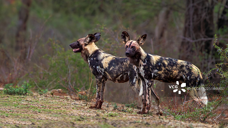 两只非洲野狗在自然栖息地警觉地站立，中景镜头展示了它们独特的斑纹外套图片素材