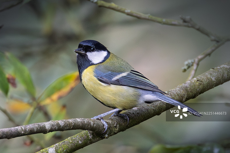 一只大山雀栖息在长满苔藓的树枝上，向左看，背景是柔和的绿色。图片素材