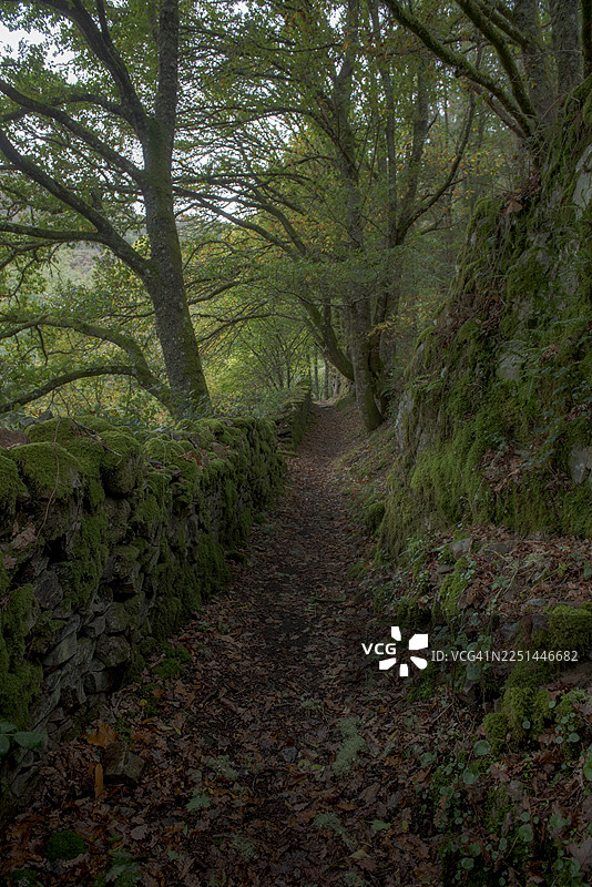 一条狭窄蜿蜒的泥土小路穿过茂密的绿色森林，森林中有苔藓覆盖的石墙和高大的树木，地点为西班牙圣尤拉利亚德奥斯科斯。图片素材