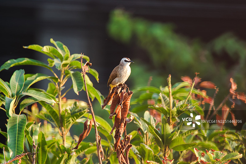 自然光下，一只鹎鸟栖息在植物茎上的特写图片素材