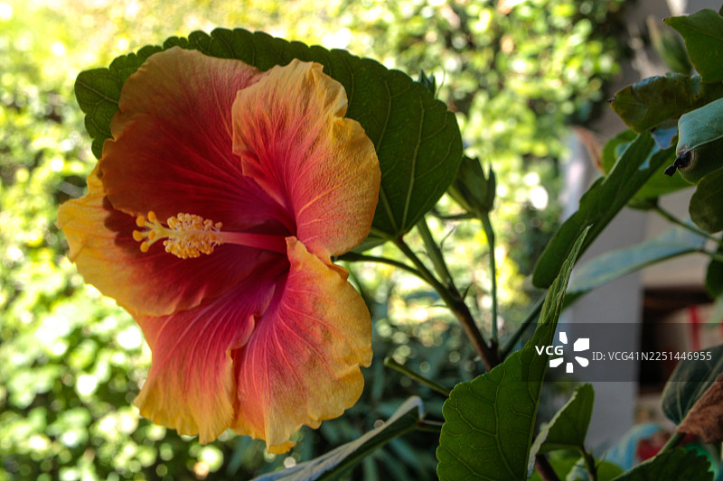盛开的红色和黄色芙蓉花的鲜艳特写，展示其娇嫩的花瓣和花蕊，背景为模糊的绿色图片素材