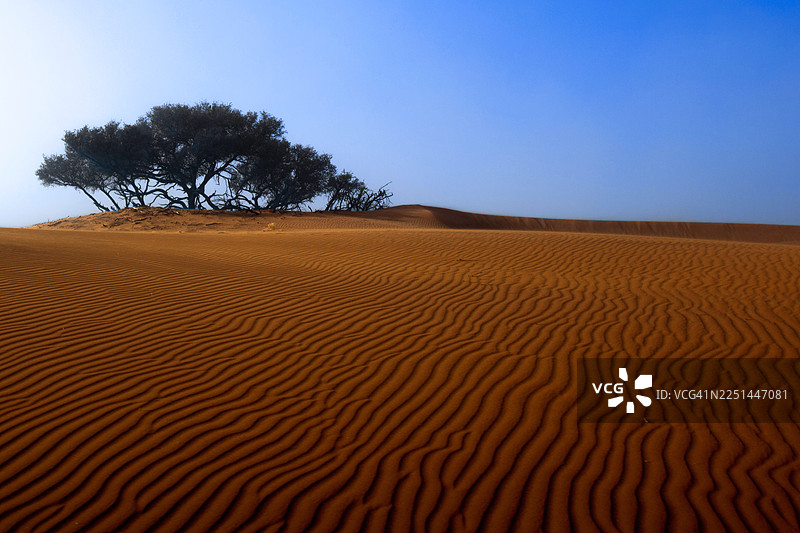 纳米比亚沙漠营地路，晴朗蓝天下沙丘上孤零零的几棵树，前景是波浪状的沙纹，戏剧性的沙漠景观图片素材