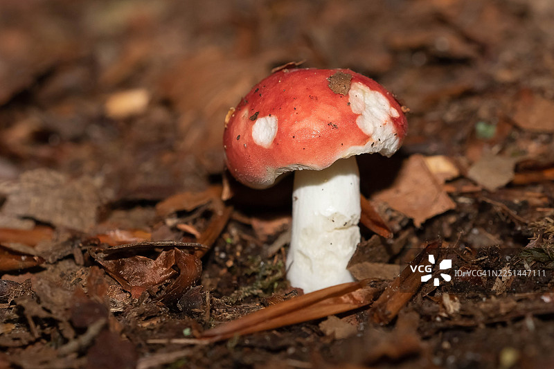 森林地面上生长着一朵鲜艳的红白相间的蘑菇，周围散落着落叶和杂物，突显了其自然之美和林地环境的精致细节。图片素材