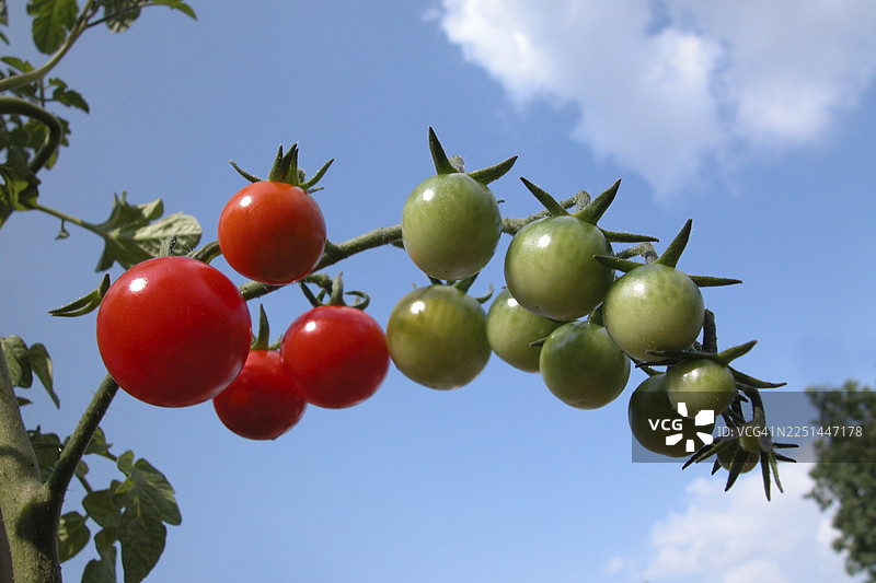 西红柿图片素材