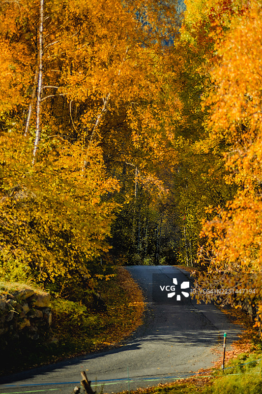 秋季森林中蜿蜒的道路，金黄的树叶，安道尔帕尔图片素材