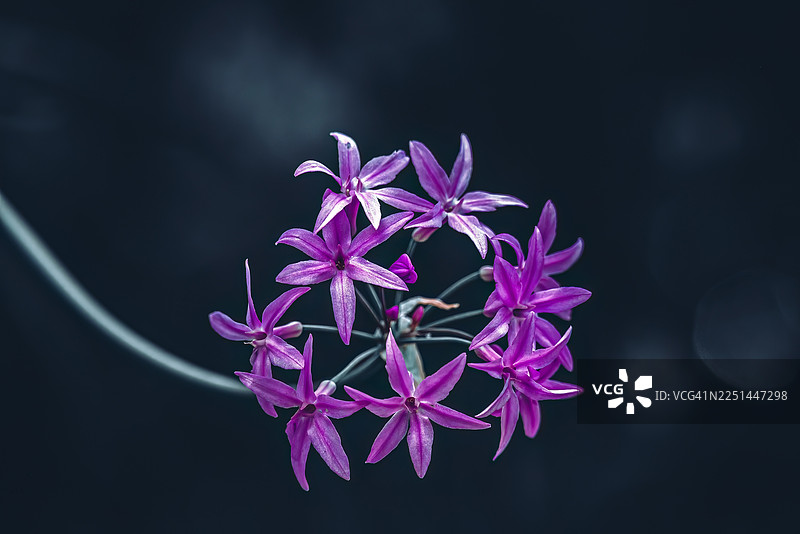 深色背景下充满活力的粉色开花植物特写图片素材