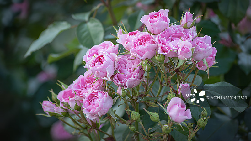 花园里生机勃勃的粉色玫瑰花朵和花蕾特写，展现自然之美与生长图片素材