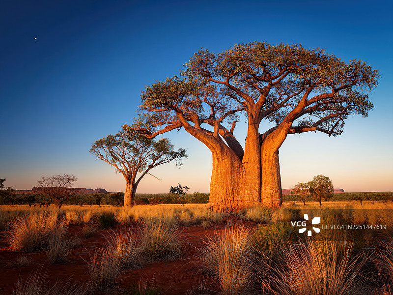 夕阳下的澳大利亚内陆，雄伟的猴面包树高高耸立，金色的草地和清澈的天空在上方，澳大利亚，金伯利图片素材