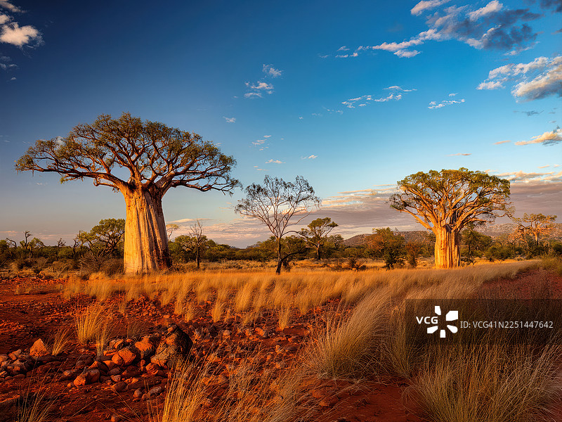 夕阳时分，雄伟的猴面包树在澳大利亚内陆高耸挺立，在充满活力的蓝色天空映衬下沐浴在金色光芒中，澳大利亚，金伯利图片素材