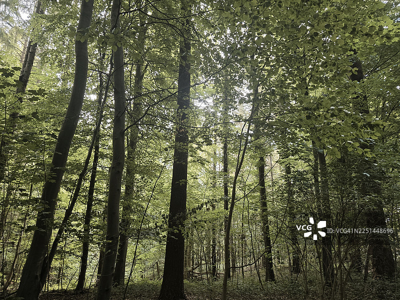 郁郁葱葱的森林，高大的树木和斑驳的阳光，低角度的视角，营造出宁静和自然之美图片素材