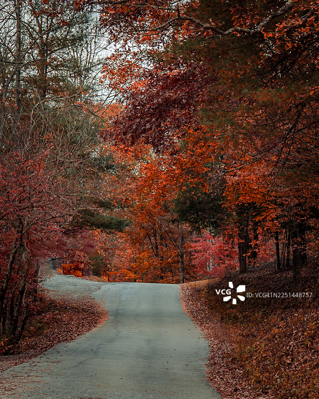 蜿蜒的道路穿过生机勃勃的秋季森林，五彩缤纷的落叶铺满小径，佐治亚州克莱顿图片素材
