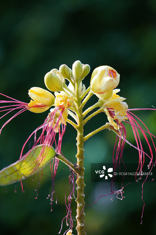一株充满活力的开花植物的特写，拥有精致的黄色花瓣和细长的红色雄蕊图片素材