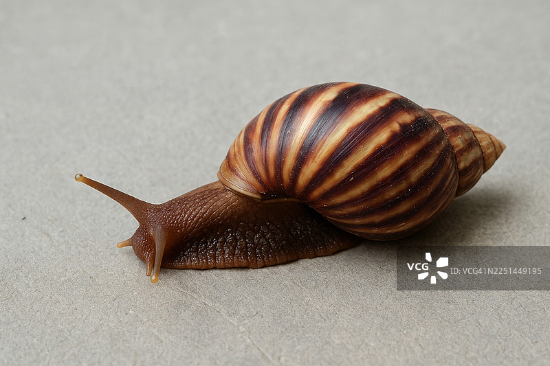 条纹精美的巨型非洲陆地蜗牛在纹理表面上缓慢移动的特写图片素材