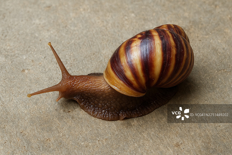 特写一只缓慢爬行在纹理表面上的条纹壳蜗牛图片素材