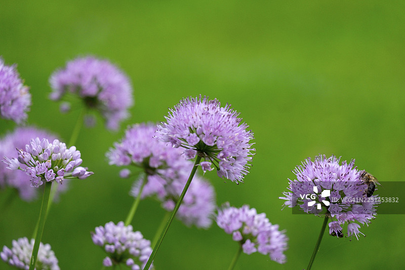 观赏韭葱（葱属），花序，北莱茵-威斯特法伦州，德国图片素材